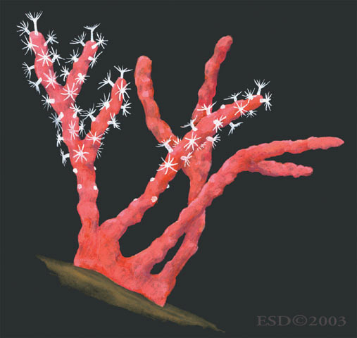 Photo of Corallium rubrum