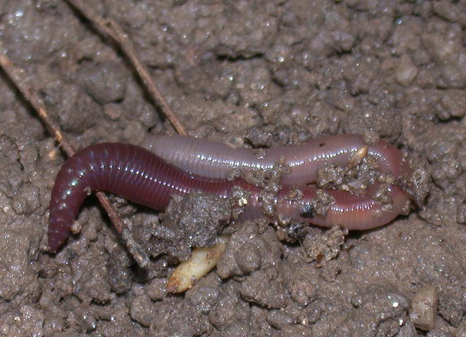 Photo of Lumbricidae