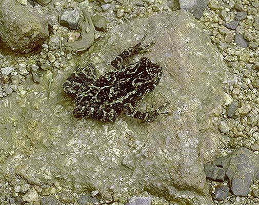 Photo of Rhinella veraguensis