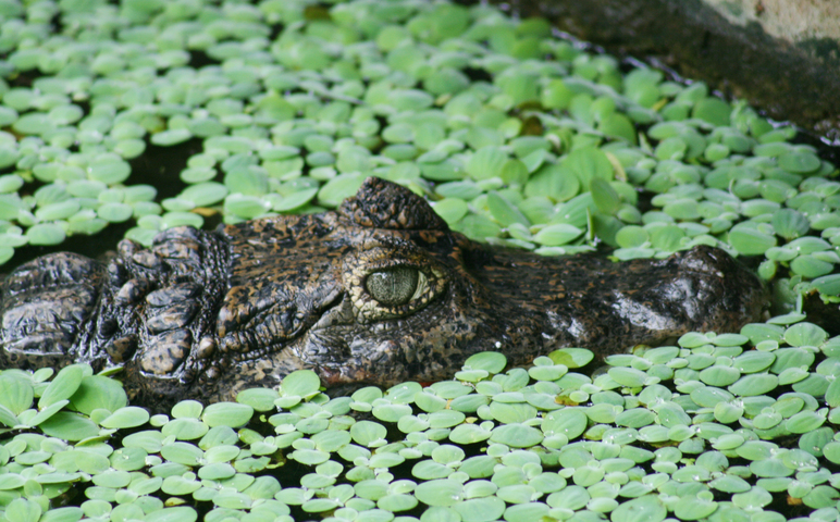 Photo of Caiman crocodilus