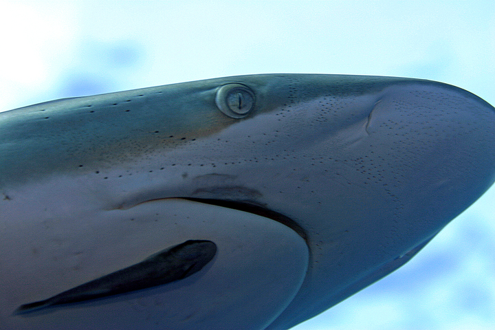 Photo of Carcharhinus falciformis