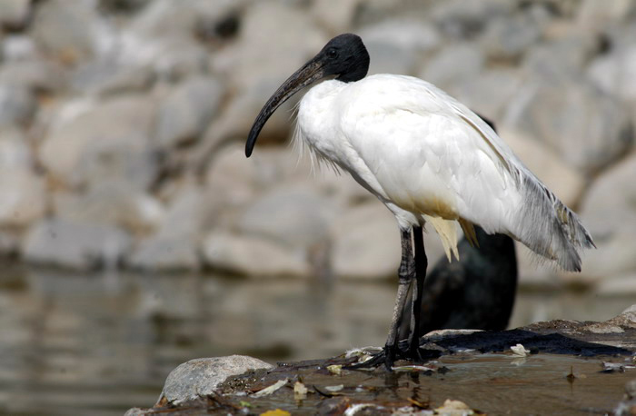 Photo of Threskiornis melanocephalus