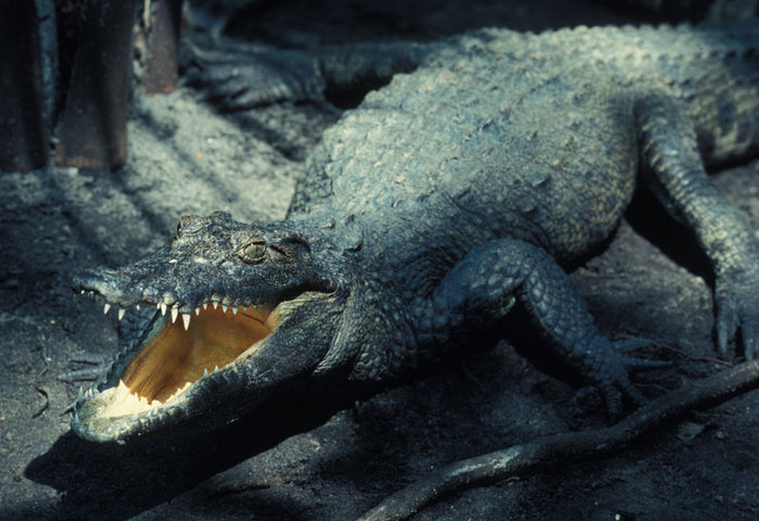 Photo of Crocodylus moreletii