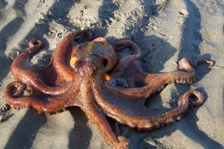 Photo of Octopus vulgaris