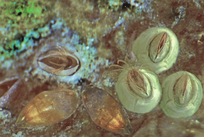 Photo of Balanidae