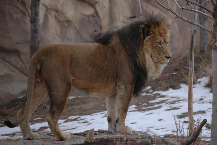 Photo of Panthera leo