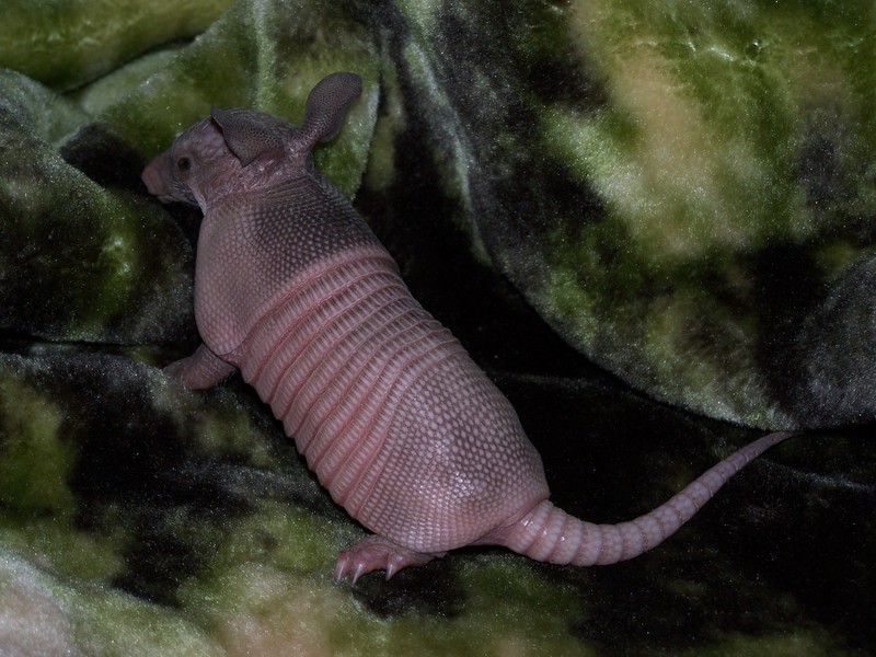 Dasypus novemcinctus