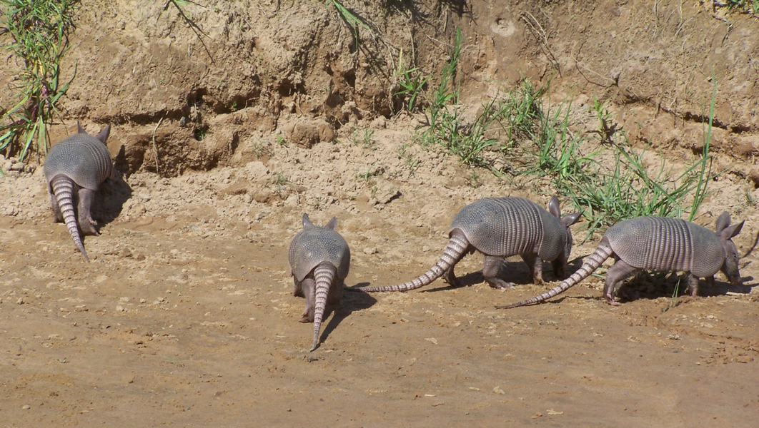 Cingulata