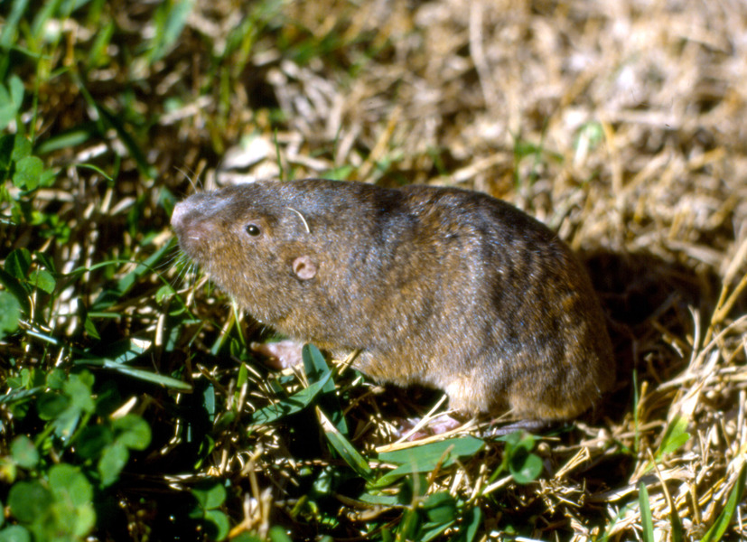 Rodentia