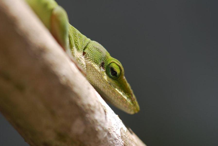 Anolis carolinensis