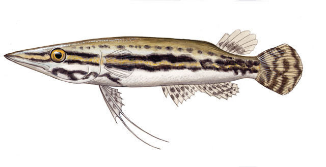 Vertebrata