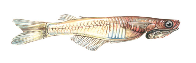 Neostethus bicornis