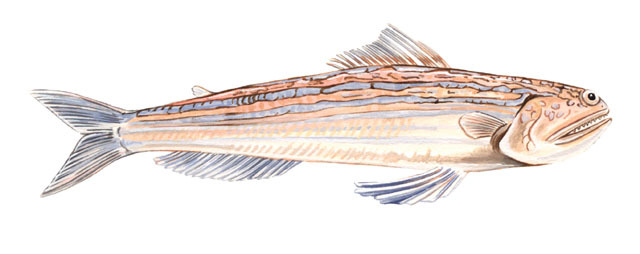 Euteleostomi