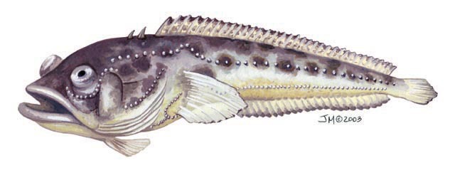 poricthys_plectrodon