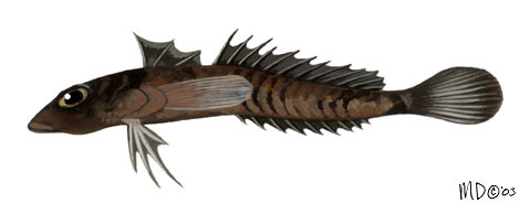 Euteleostomi