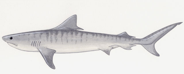 Elasmobranchii