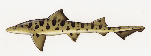 Elasmobranchii