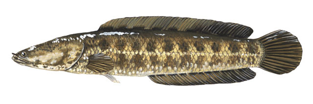 Euteleostomi