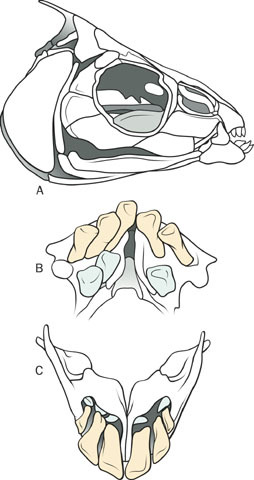 Deuterostomia