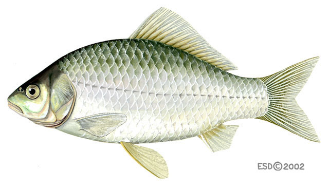 Carassius auratus