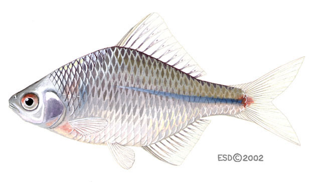 Eumetazoa