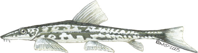 Eumetazoa