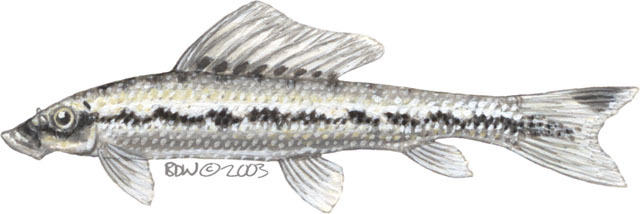 Euteleostomi