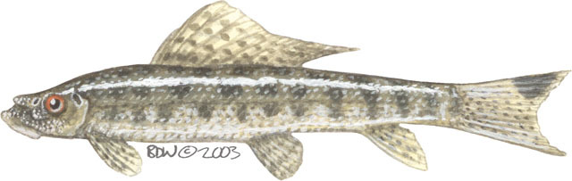 Gyrinocheilus_pennocki