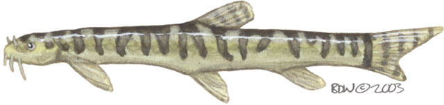 Vertebrata