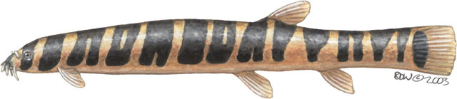 Deuterostomia