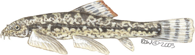 Euteleostomi