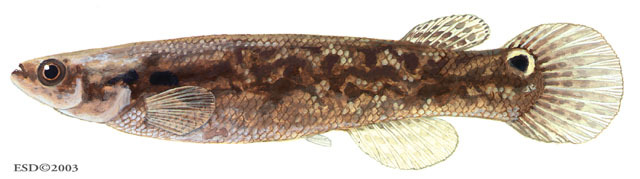 Vertebrata