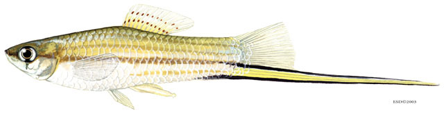 Xiphophorus