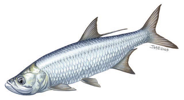 Megalops atlanticus