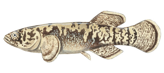 Deuterostomia