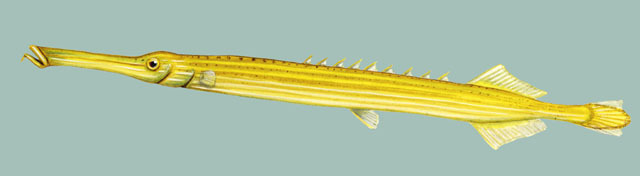 Deuterostomia