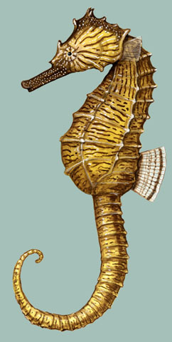 Vertebrata