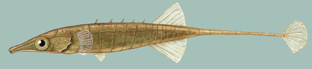 Indostomus paradoxus