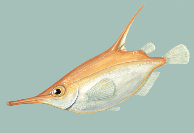 Deuterostomia