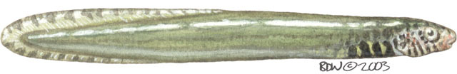 Deuterostomia