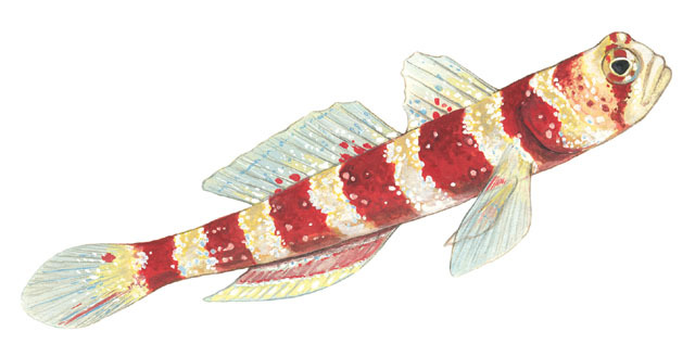 Euteleostomi