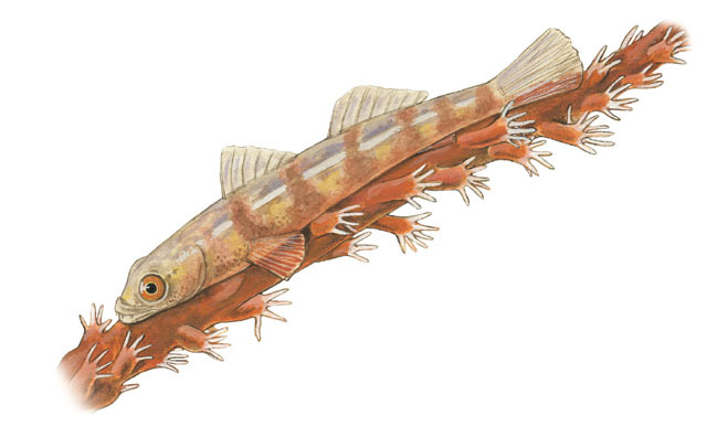 Gobiidae