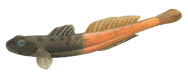 Euteleostomi