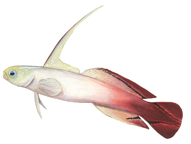 Vertebrata