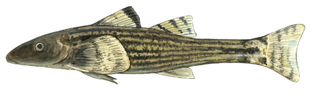 Rhyacichthys_aspro