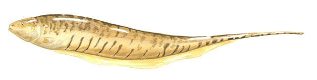 Vertebrata