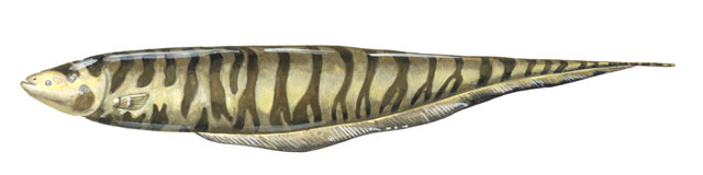 Deuterostomia