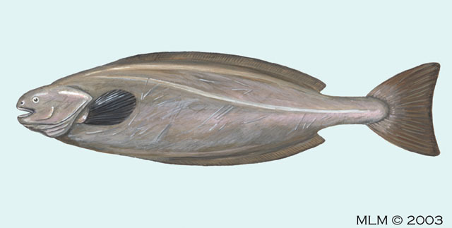 Icosteus_aenigmaticus