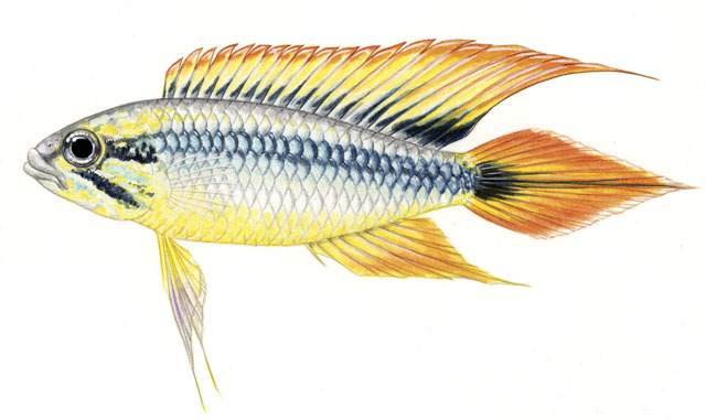 Deuterostomia