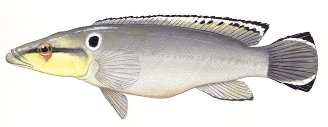 Crenicichla